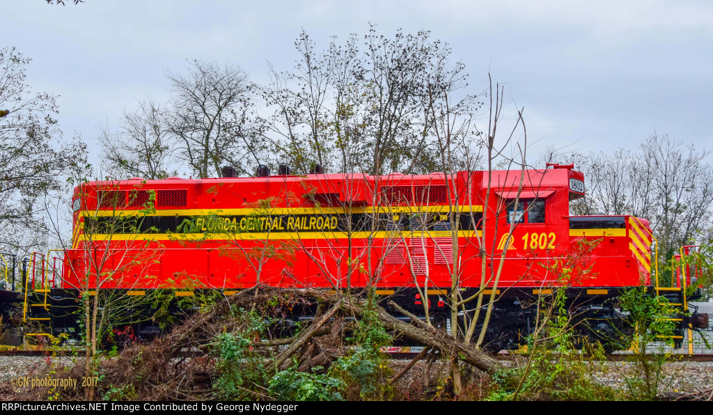 FCEN 1802 hiding behind the shrubbery